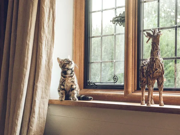 How to Pet Proof Your Home header